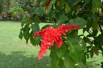 Schöne rote Blume