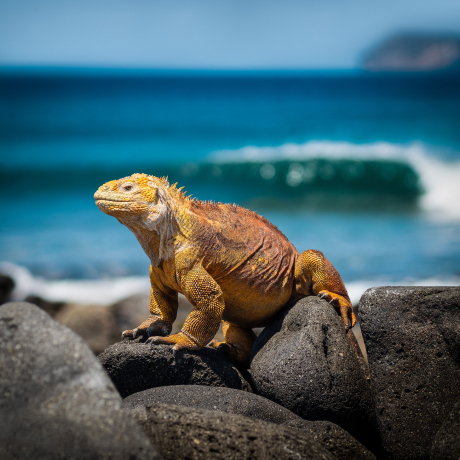 Galapagos-Echsen-Privatjet-Reise-Albert-Ballin-Sud