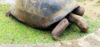 mauritius-reise-riesen-schildkroete