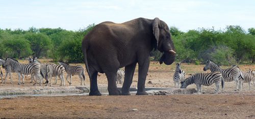 namibia-reise-elefant-zebras-wasserstelle-etosha