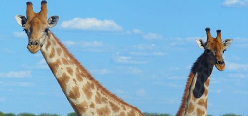 namibia-reise-giraffen-etosha-nationalpark