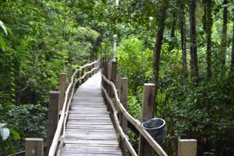 Holzbrücke durch den Urwald
