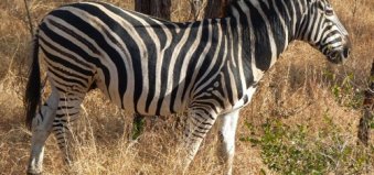 suedafrika-reise-zebra-safari